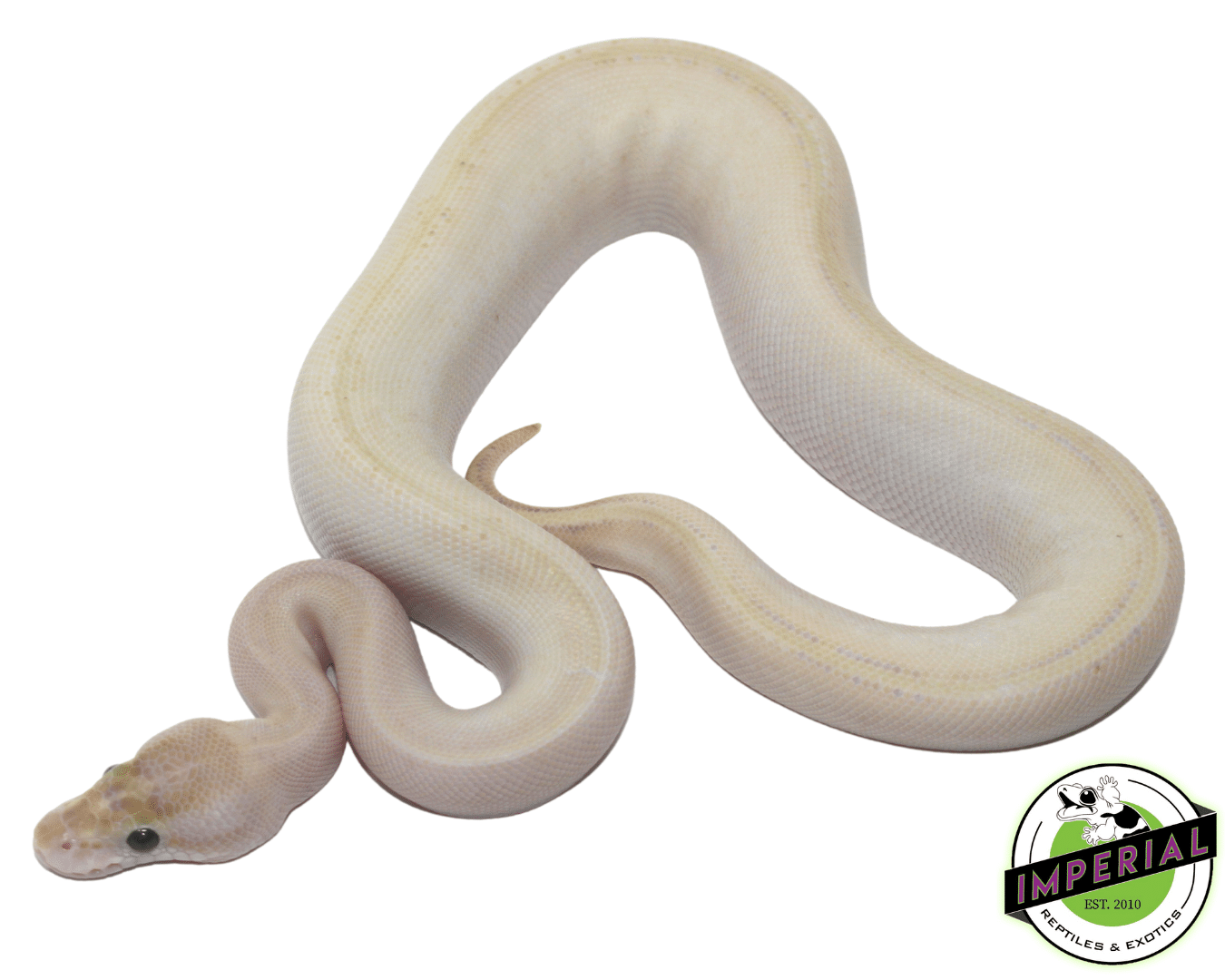 butter ivory genetic stripe ball python for sale, buy reptiles online