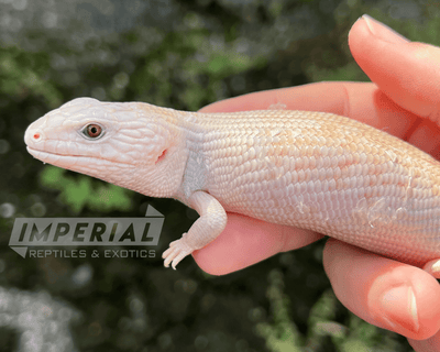 ivory northern blue tongue skink for sale, buy reptiles online
