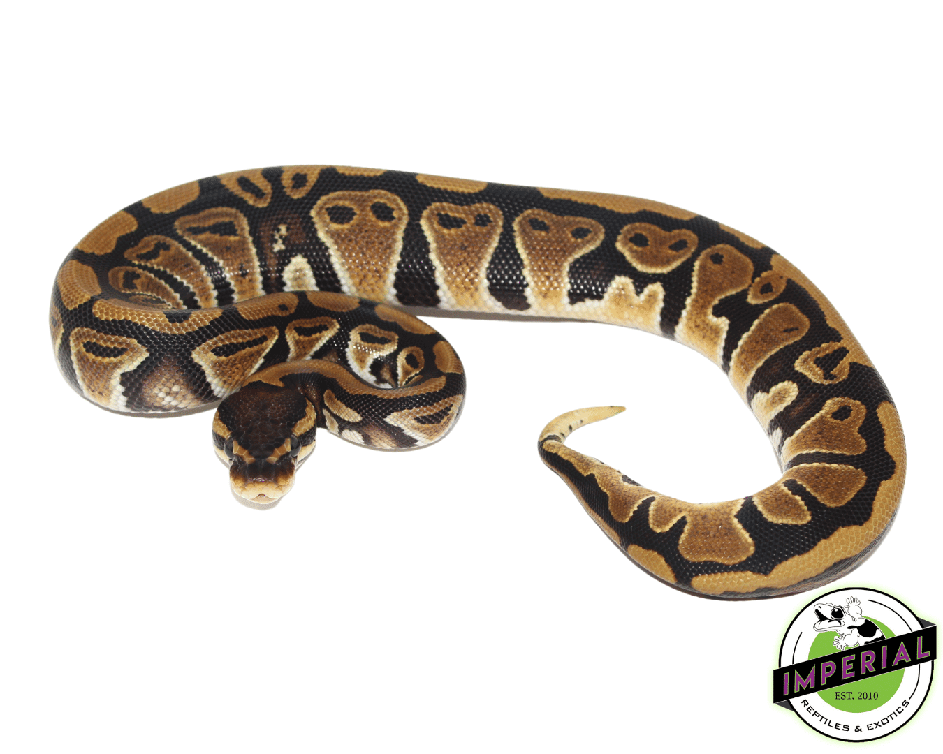 Jedi ball python for sale, buy reptiles online