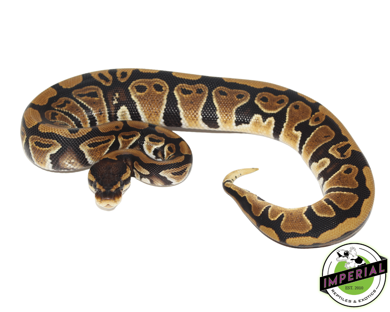 Jet Fuel Ball Python Jedi Ball Python For Sale - Imperial Reptiles – IMPERIAL REPTILES & EXOTICS