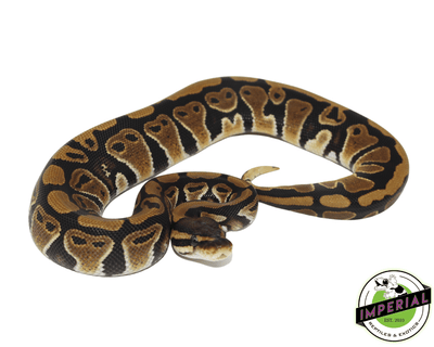 Jedi ball python for sale, buy reptiles online