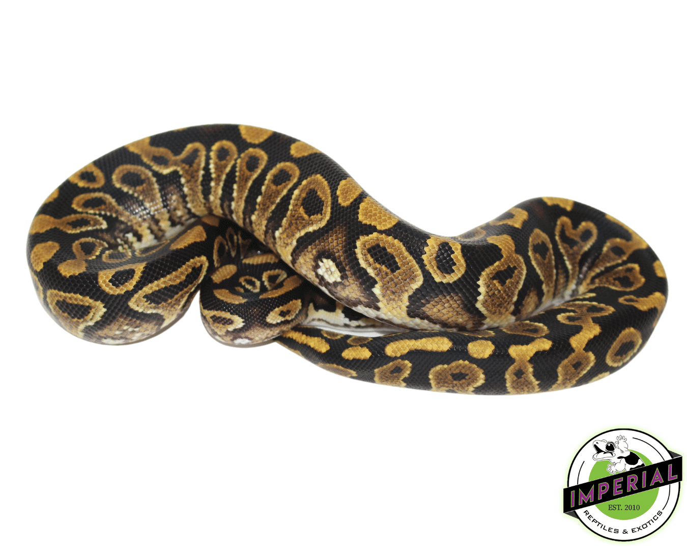 Jet Fuel Ball Python Jedi Yellowbelly Ball Python For Sale - Imperial Reptiles – IMPERIAL ...