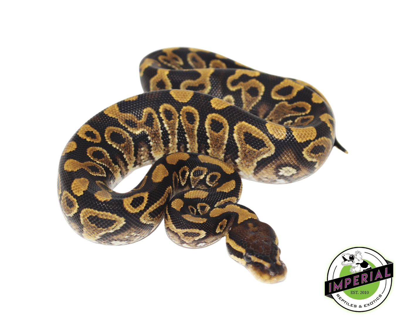 Jade Ball Python Jedi Yellowbelly Ball Python For Sale - Imperial Reptiles β IMPERIAL ...