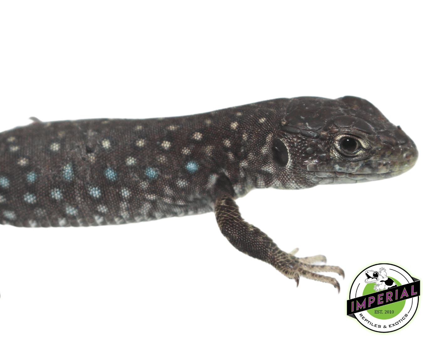 Jeweled Lacerta For Sale Imperial Reptiles IMPERIAL REPTILES & EXOTICS
