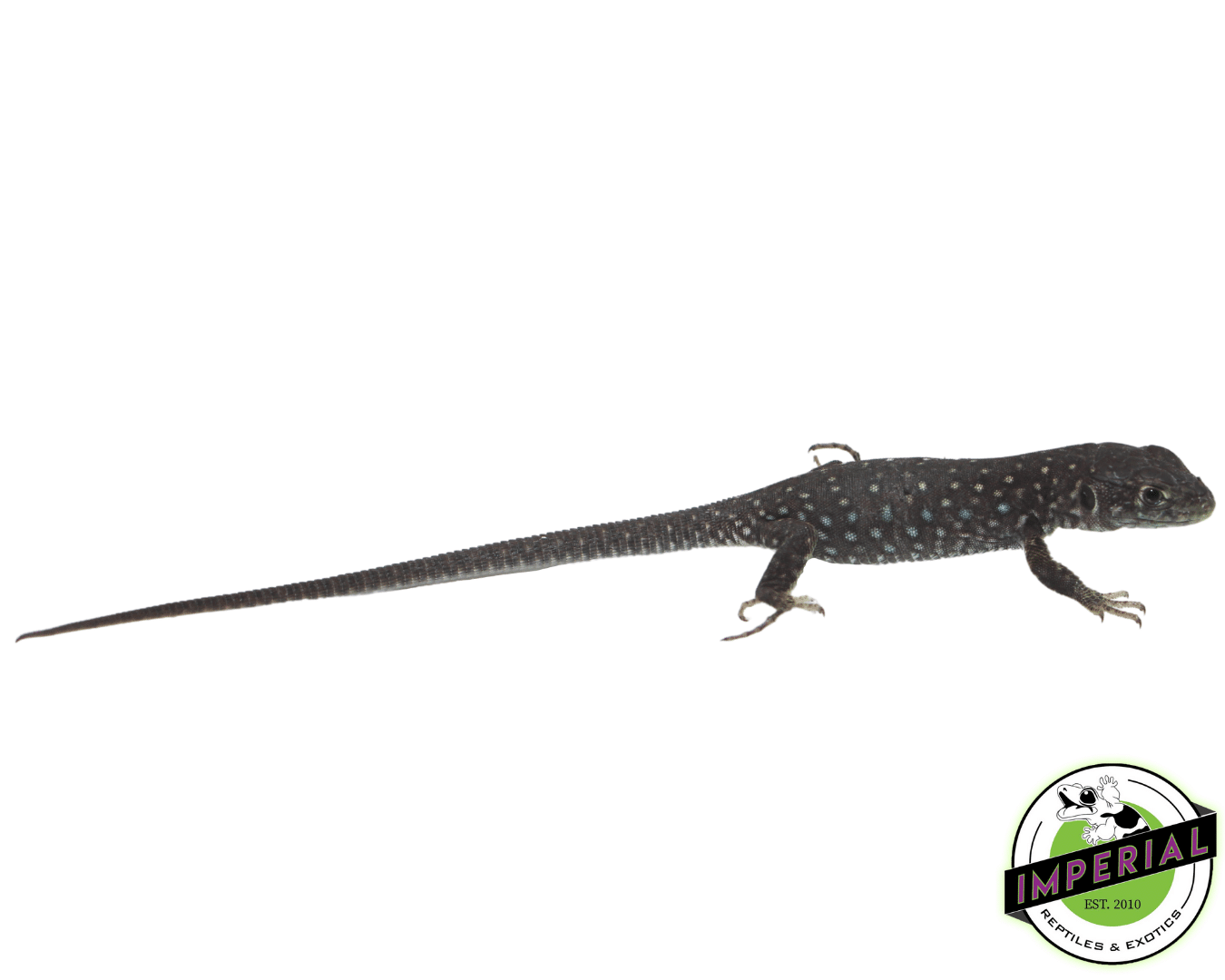 Jeweled Lacerta For Sale Imperial Reptiles IMPERIAL REPTILES & EXOTICS