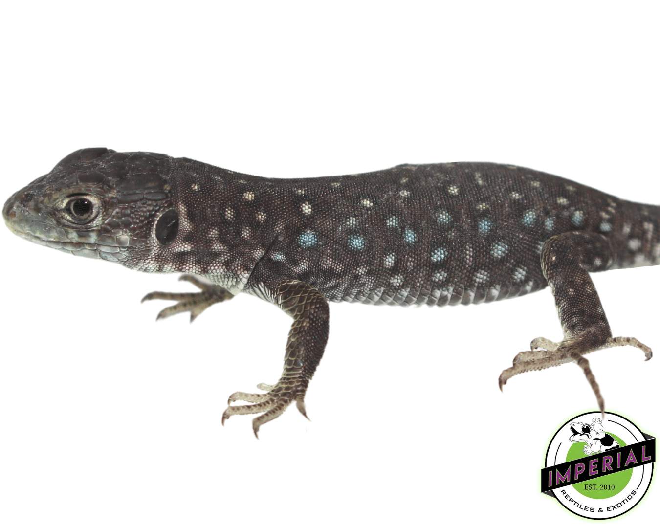 Jeweled Lacerta For Sale Imperial Reptiles IMPERIAL REPTILES & EXOTICS