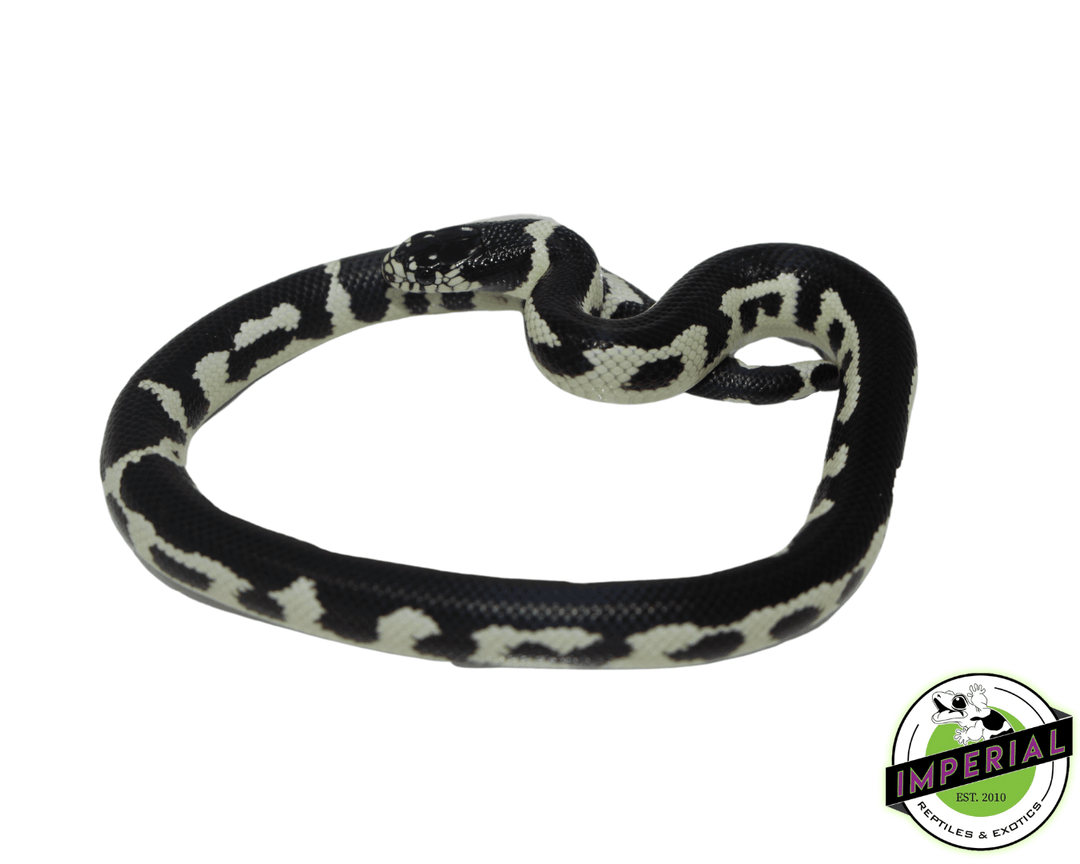 Jungle California Kingsnake For Sale - Imperial Reptiles