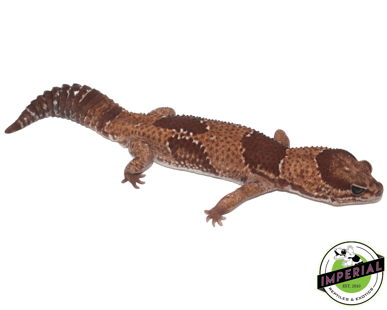 jungle African Fat Tail gecko for sale, buy reptiles online