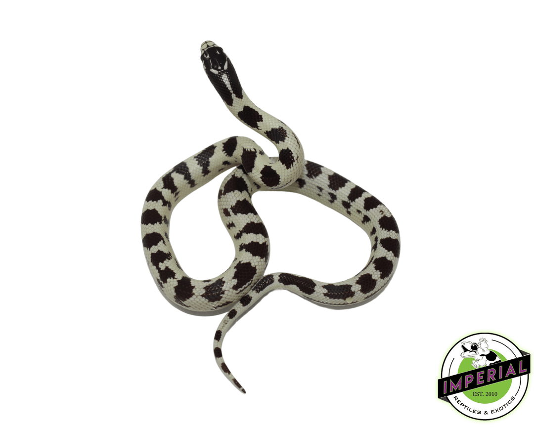 jungle-kingsnake-for-