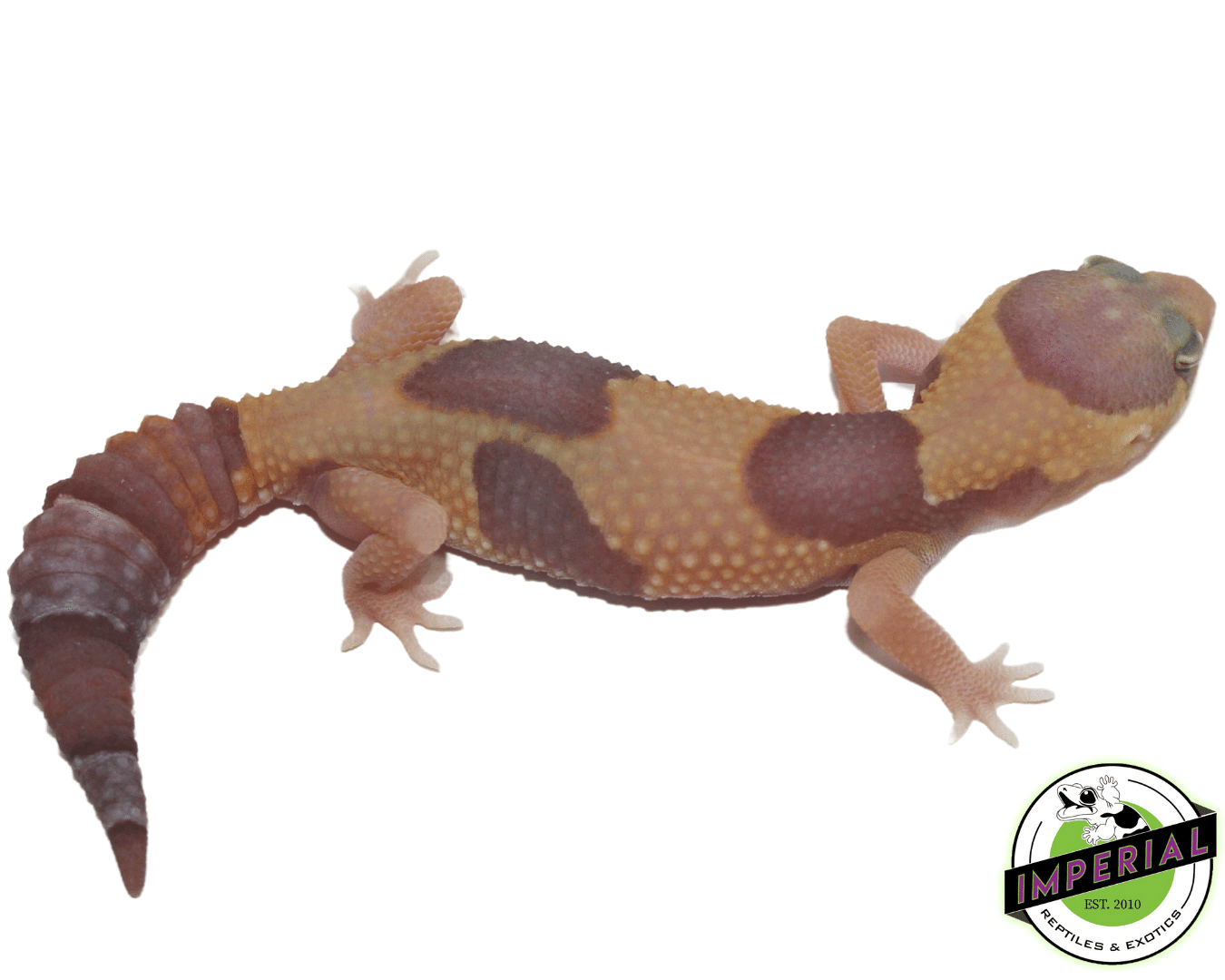 jungle amel african fat tail gecko for sale online, buy african fat tail geckos near me at cheap prices
