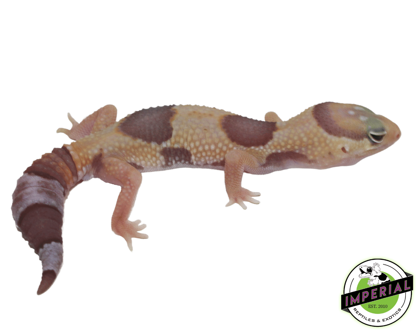 jungle amel african fat tail gecko for sale online, buy african fat tail geckos near me at cheap prices