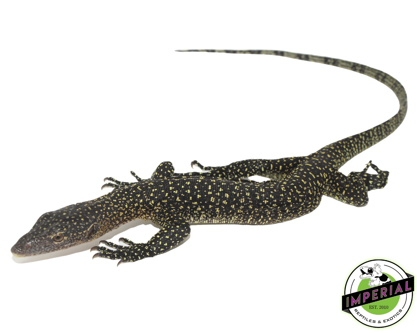 mangrove monitor lizard for sale, buy reptiles online