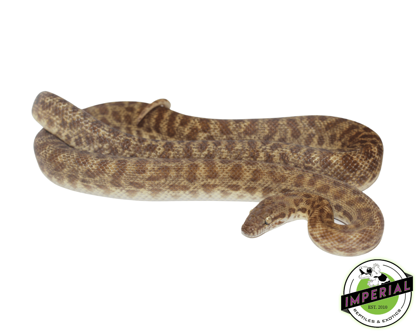 children’s pythons for sale - hawkesbury reptiles... Children's Python Sub Adult For Sale - Imperial Reptiles – IMPERIAL ...