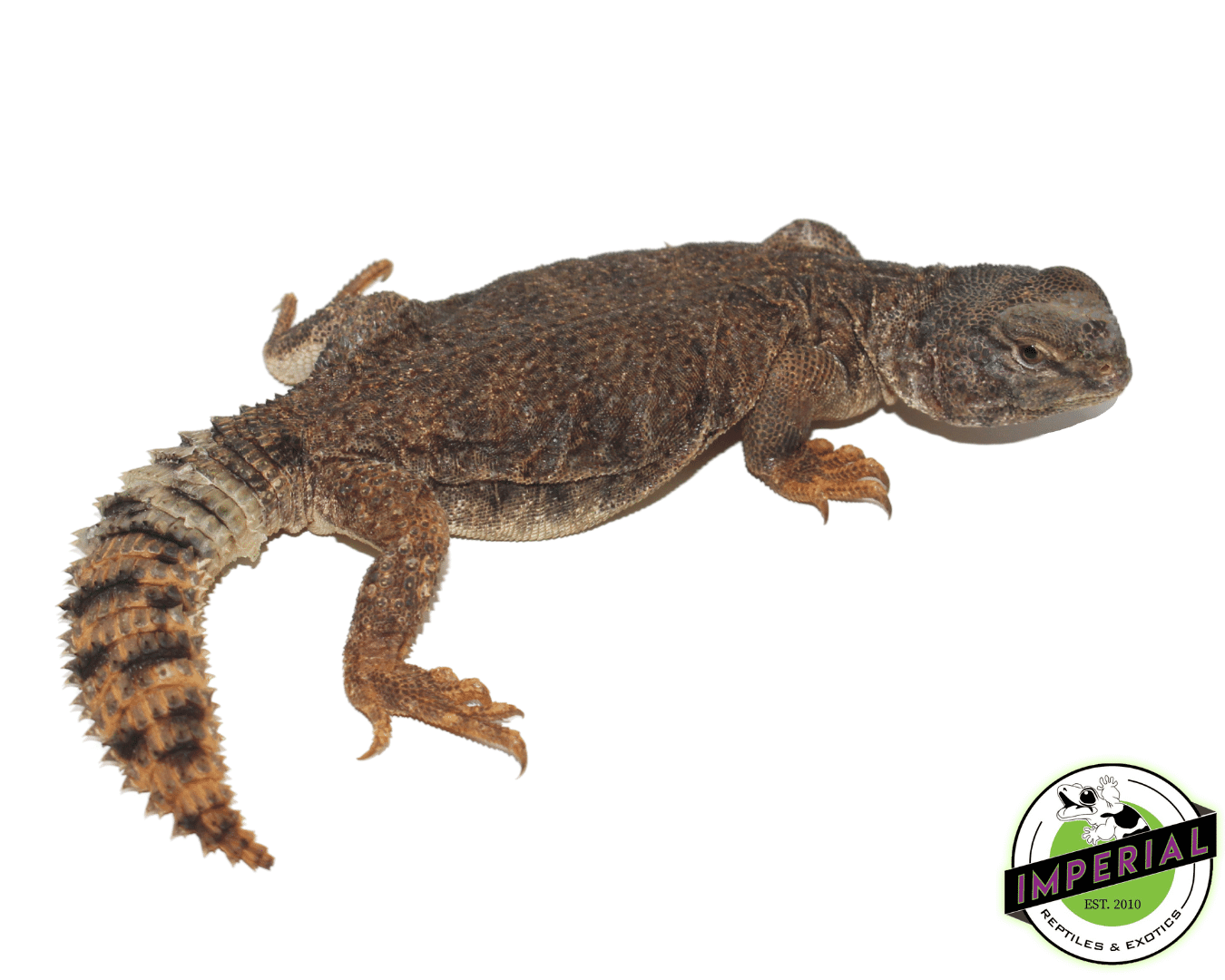 Golden Dispar Uromastyx For Sale - Imperial Reptiles – IMPERIAL
