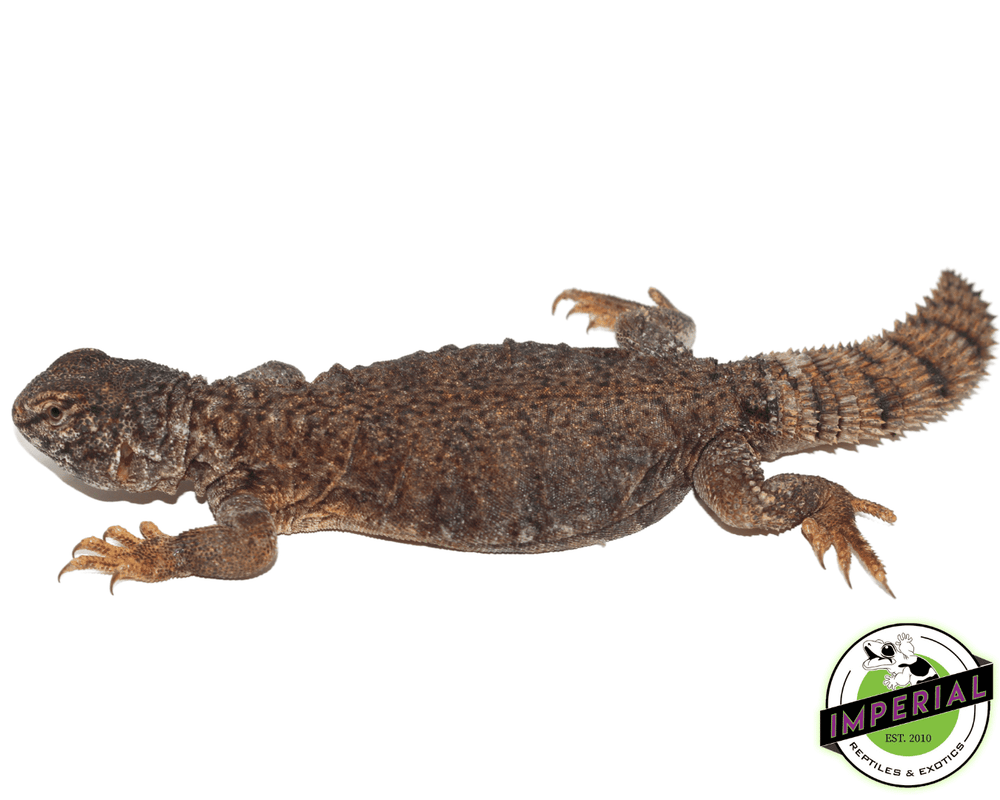 Uromastyx For Sale Imperial Reptiles IMPERIAL REPTILES EXOTICS