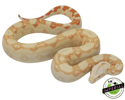 albino colombian boa constrictor for sale, buy reptiles online