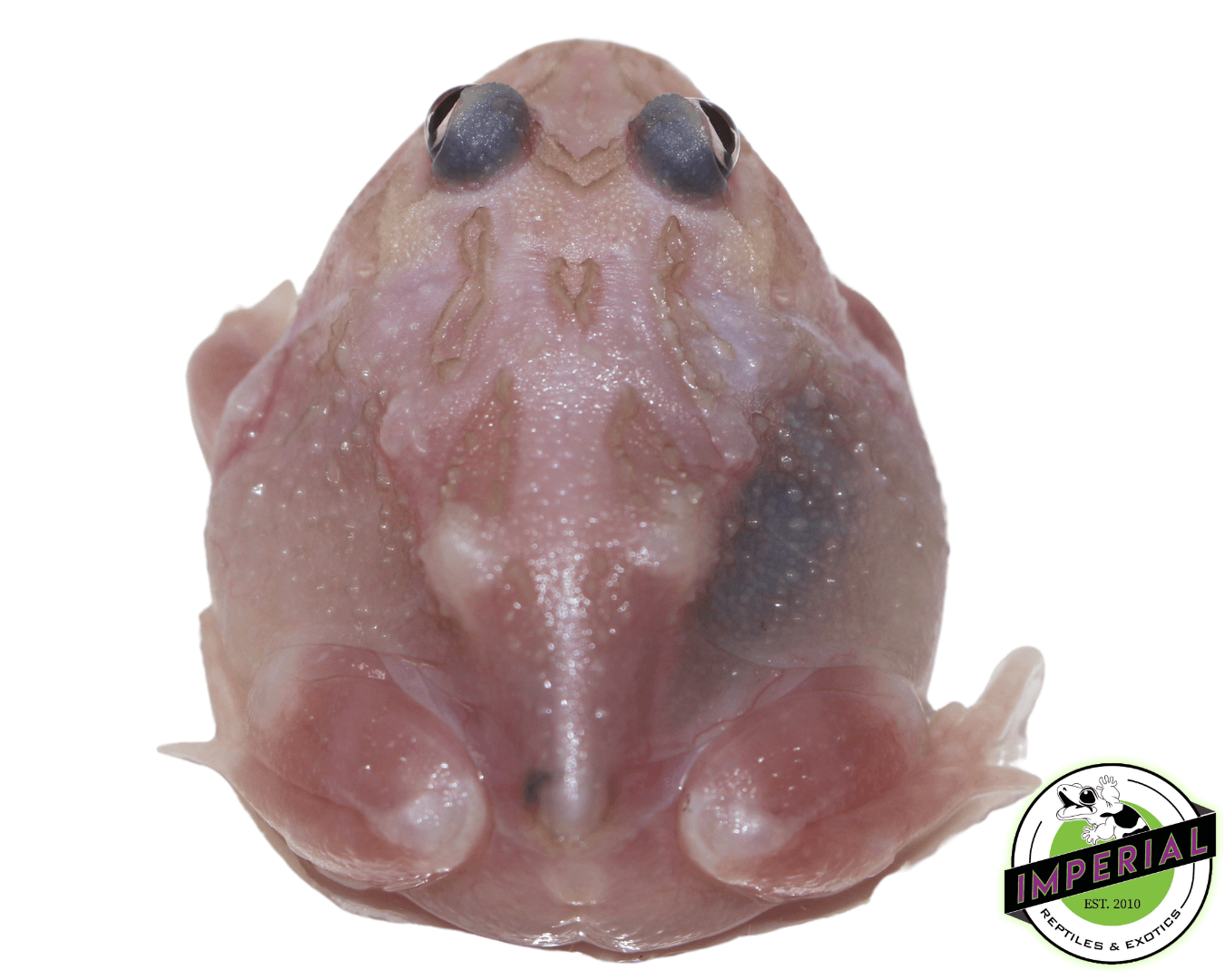 mutant pacman frog for sale, buy amphibians online