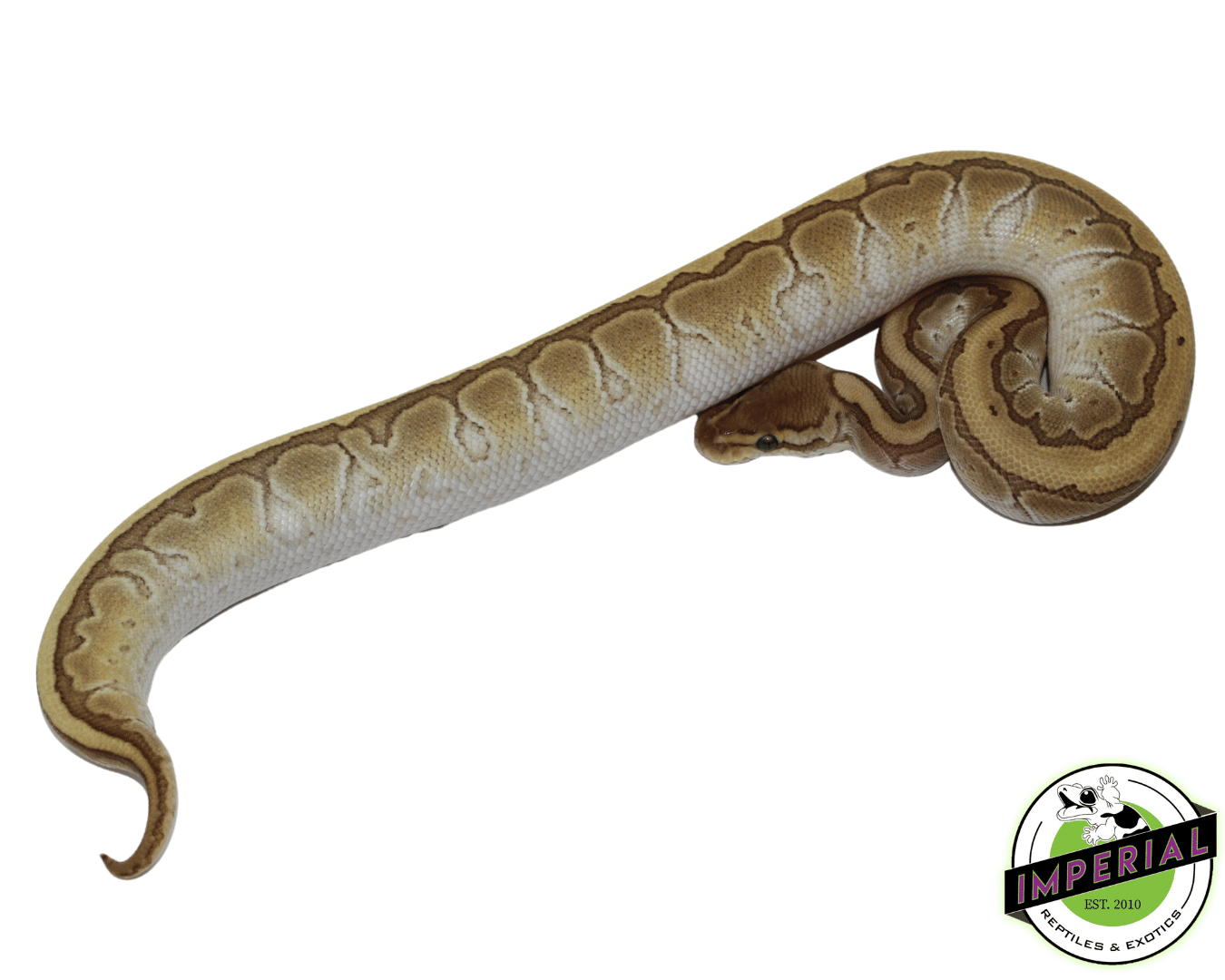 King Pin Python Kingpin Ball Pythons For Sale - Imperial Reptiles – IMPERIAL REPTILES ...