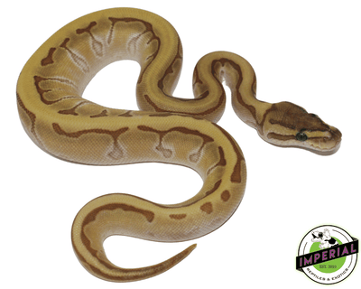 kingpin ball python for sale, buy reptiles online