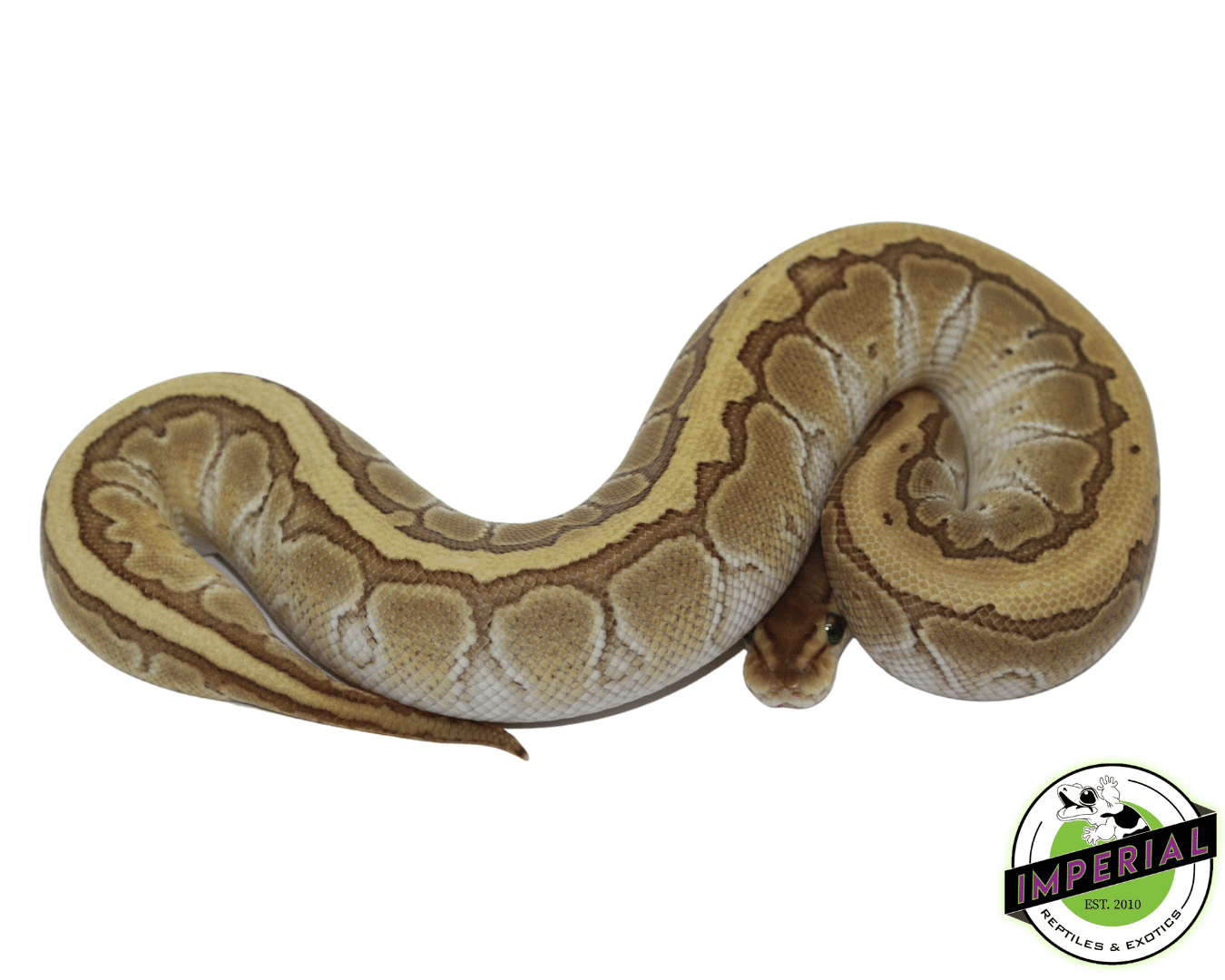 King Pin Python Kingpin Ball Pythons For Sale - Imperial Reptiles – IMPERIAL REPTILES ...