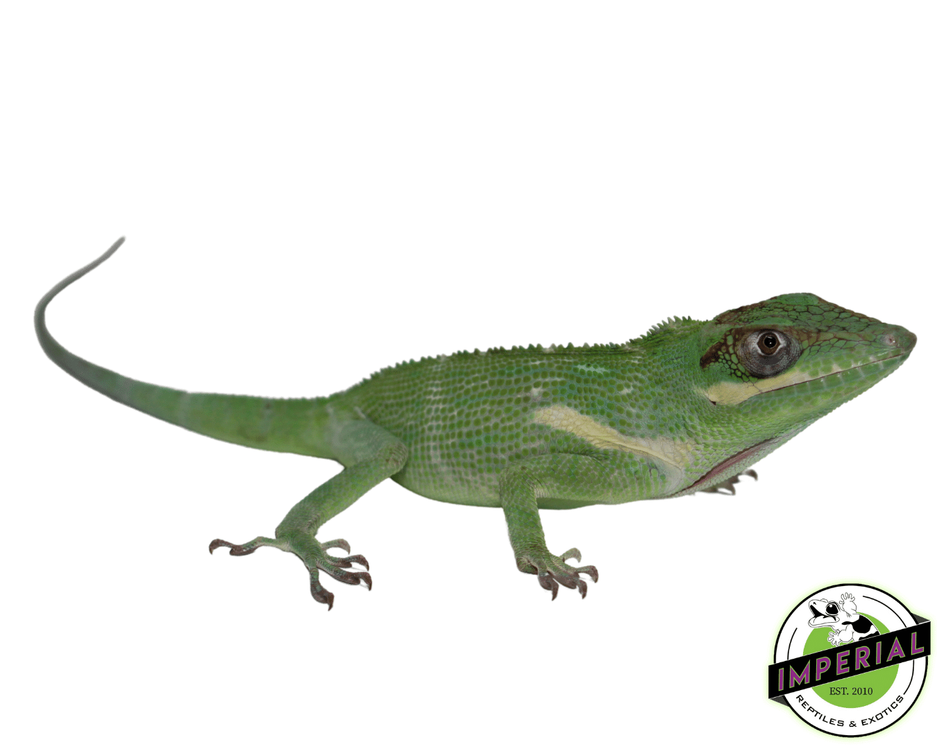 cuban knight anole for sale, buy reptiles online