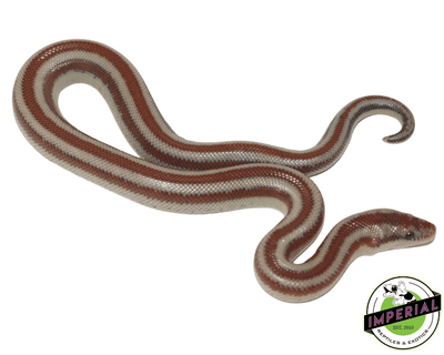 la rosy boa for sale, buy reptiles online at cheap prices