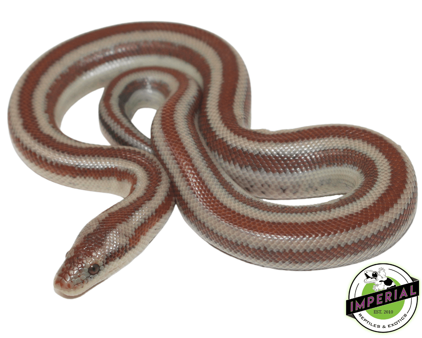 LA Rosy Boa For Sale Imperial Reptiles IMPERIAL REPTILES & EXOTICS