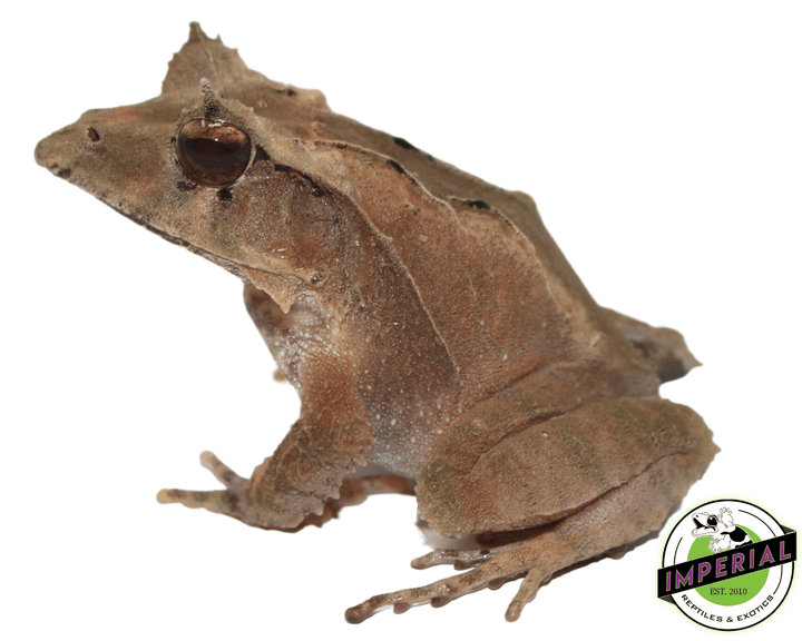 Solomon Island Leaf Frog For Sale - Imperial Reptiles – IMPERIAL