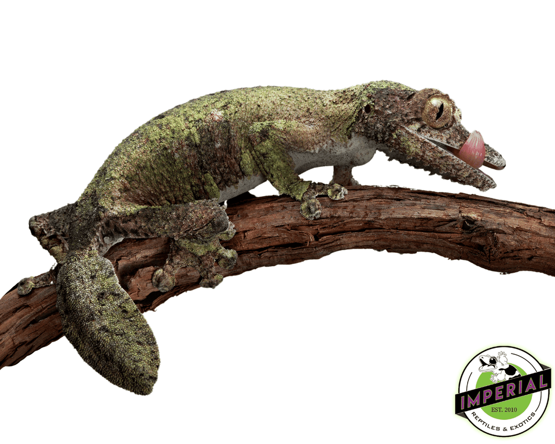 leaf-tail-gecko-for-sale_1080x