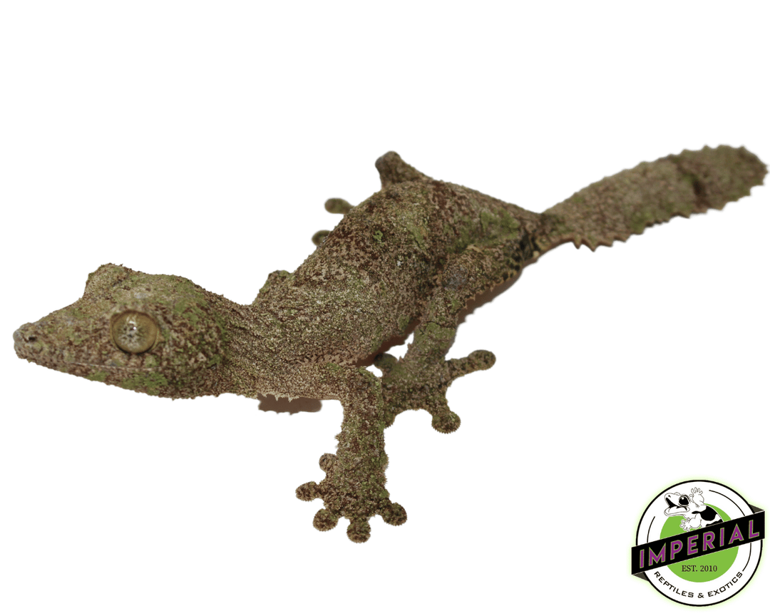 【美品】OZWRT Agave Leaf Tailed Gecko 17cm 美品】OZWRT Agave Leaf Tailed Gecko 17cm