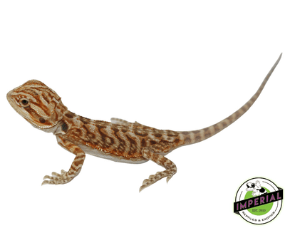 leatherback bearded dragon for sale, buy reptiles online