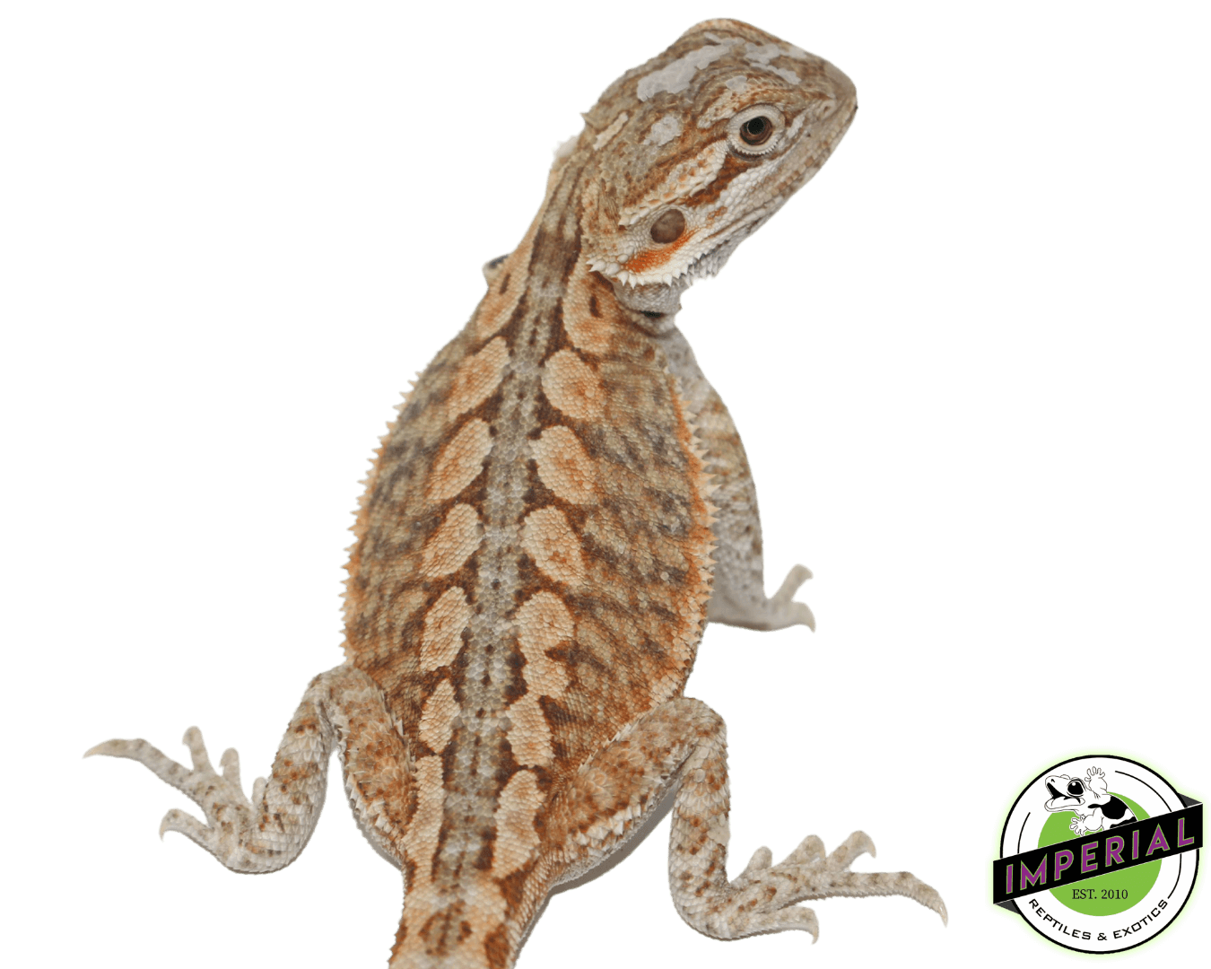 hypo snow leatherback bearded dragon for sale, buy reptiles online