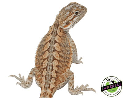 hypo snow leatherback bearded dragon for sale, buy reptiles online
