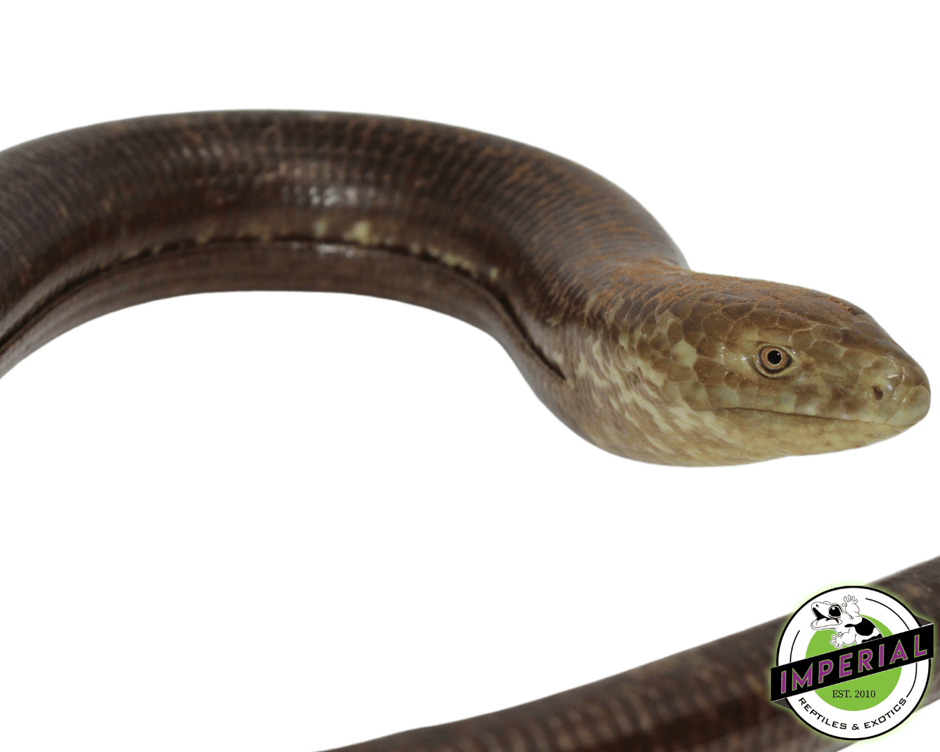 European Legless Lizard For Sale Imperial Reptiles IMPERIAL