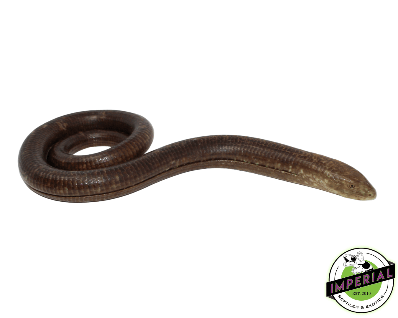 European Legless Lizard For Sale Imperial Reptiles IMPERIAL