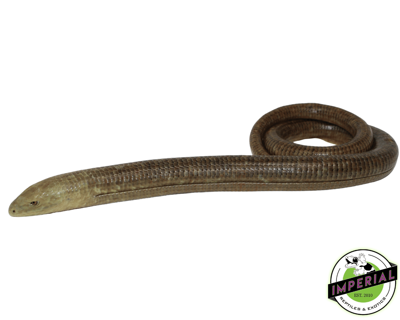 European Legless Lizard For Sale Imperial Reptiles IMPERIAL