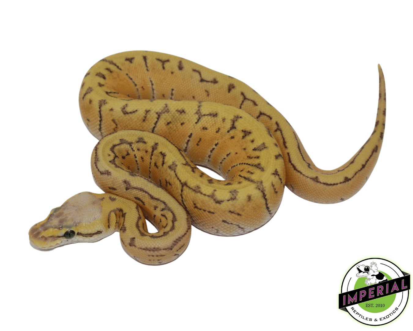 Leomon Python Lemon Blast Royal Python