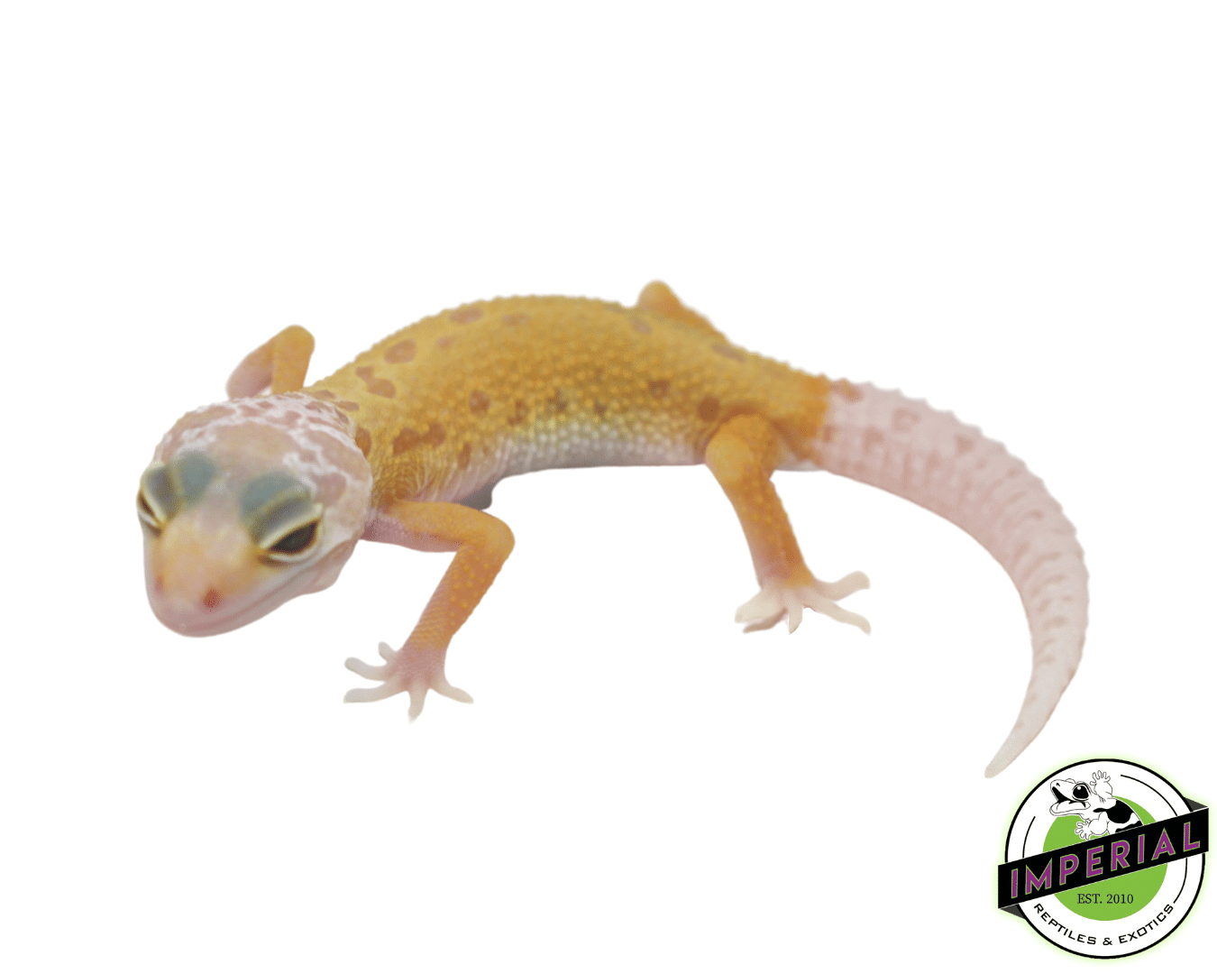 Lemon Leucistic leopard gecko for sale, buy reptiles online