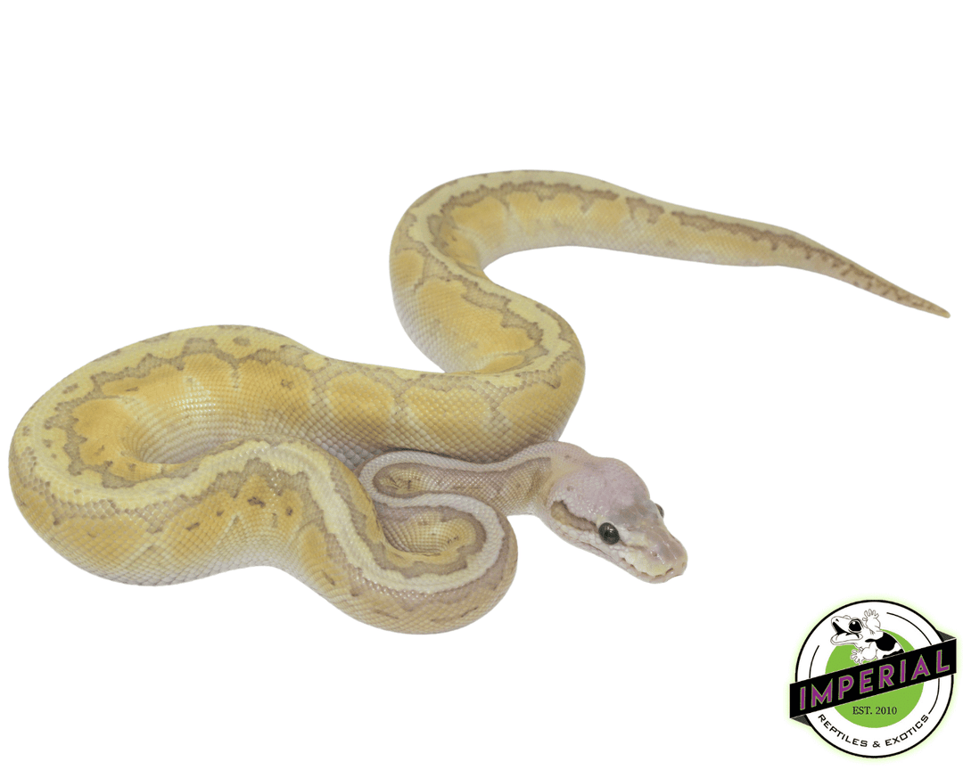 Lemon Royal Python Lemon Blast Royal Python