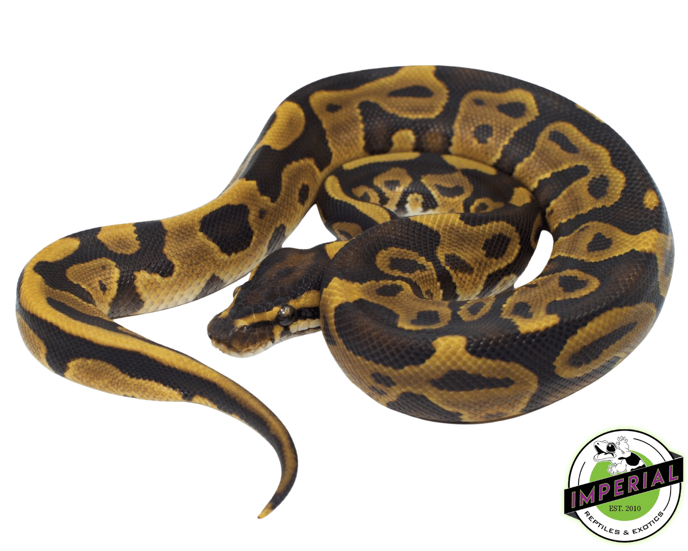 leopard ball python for sale online, buy leopard ball pythons near me at cheap prices
