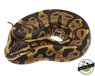 leopard ball python for sale online, buy leopard ball pythons near me at cheap price