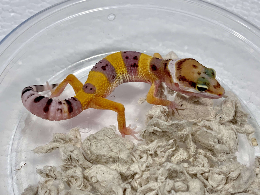 Baby Leopard Gecko For Sale Imperial Reptiles IMPERIAL REPTILES EXOTICS