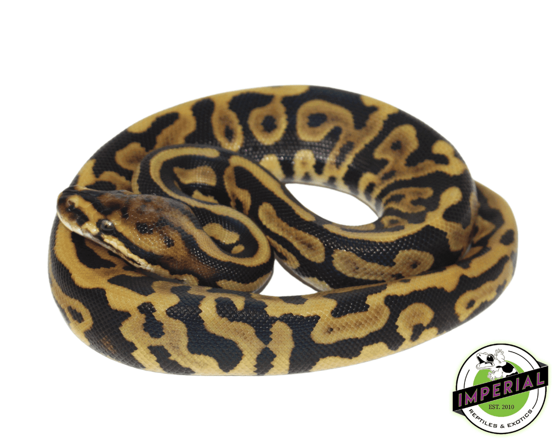 python regius 'ball python' pastel leopard-ball python... Pastel Leopard Spotnose Ball Python