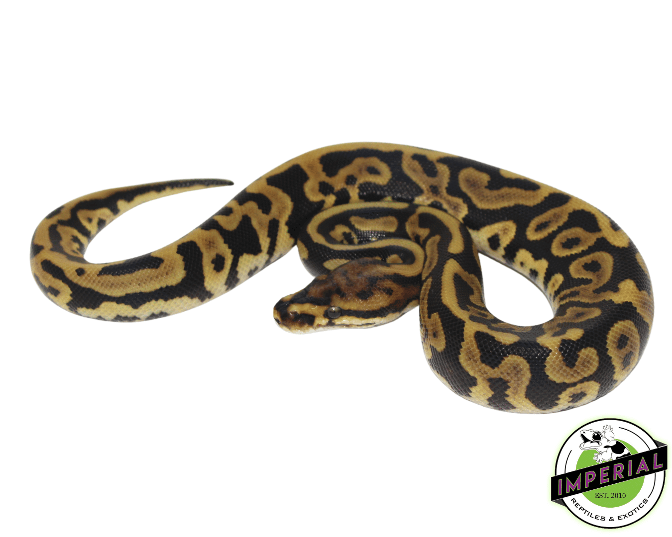 Leopard Spotnose ball python for sale, buy reptiles online