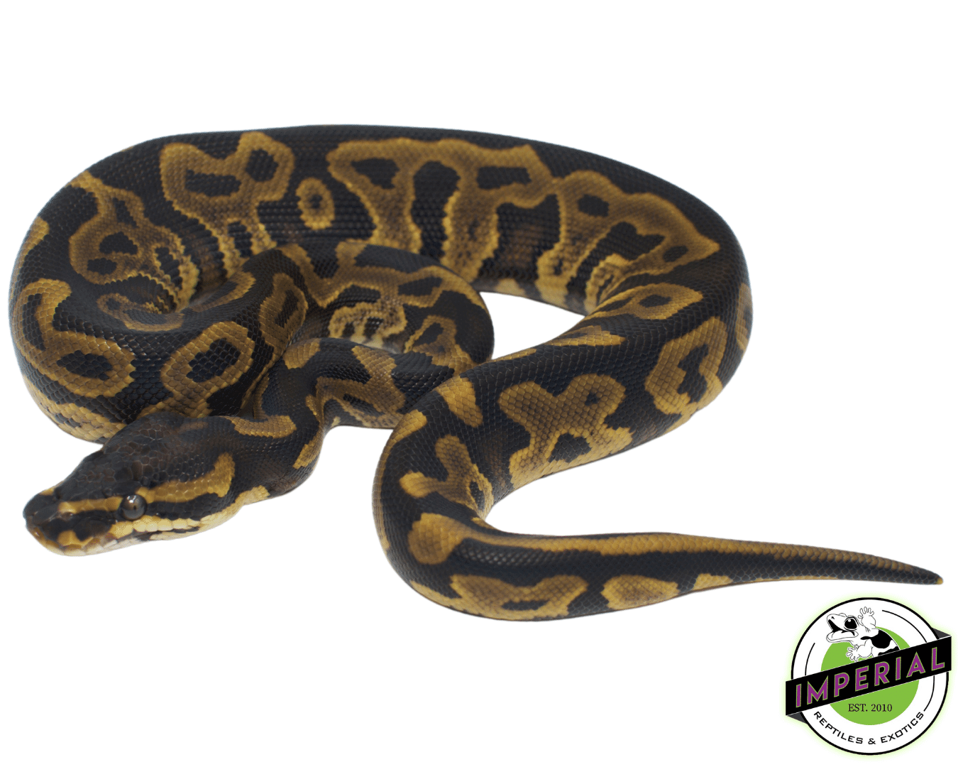 Leopard Piebald Ball Python