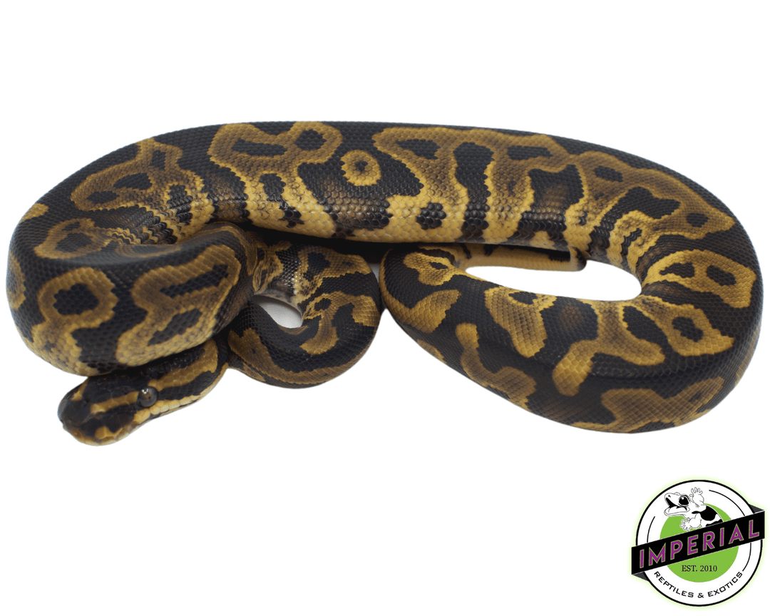 Leopard Royal Python Leopard Piebald Python