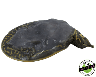 softshell turtle for sale online, buy soft shell turtles near me at cheap prices