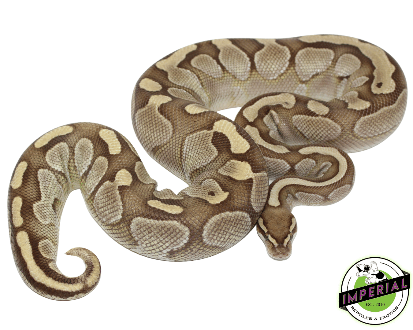 Lesser Ball Python