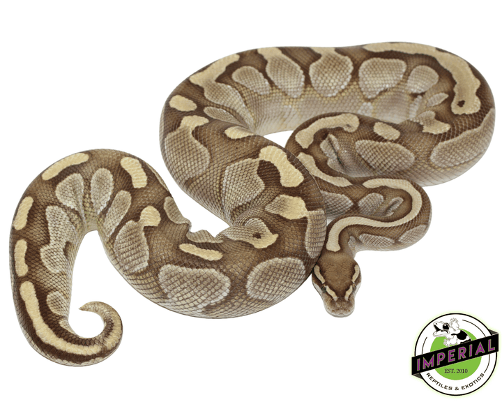 Lesser Inchy Sugar Ball Python Lesser Sugar Ball Python