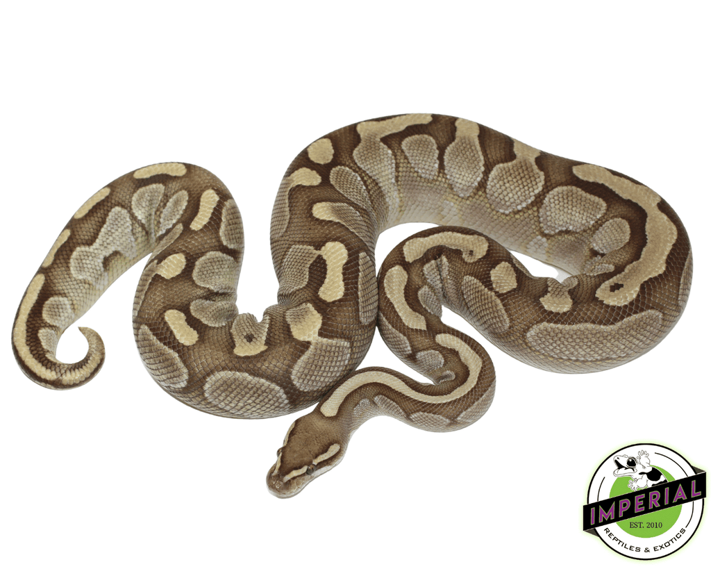 Lesser Ball Python